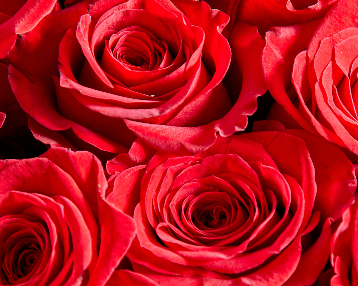 http://www.rosesonly.co.uk/cdn/shop/products/100-Red-Roses-detail-4_1200x1200.jpg?v=1674840140