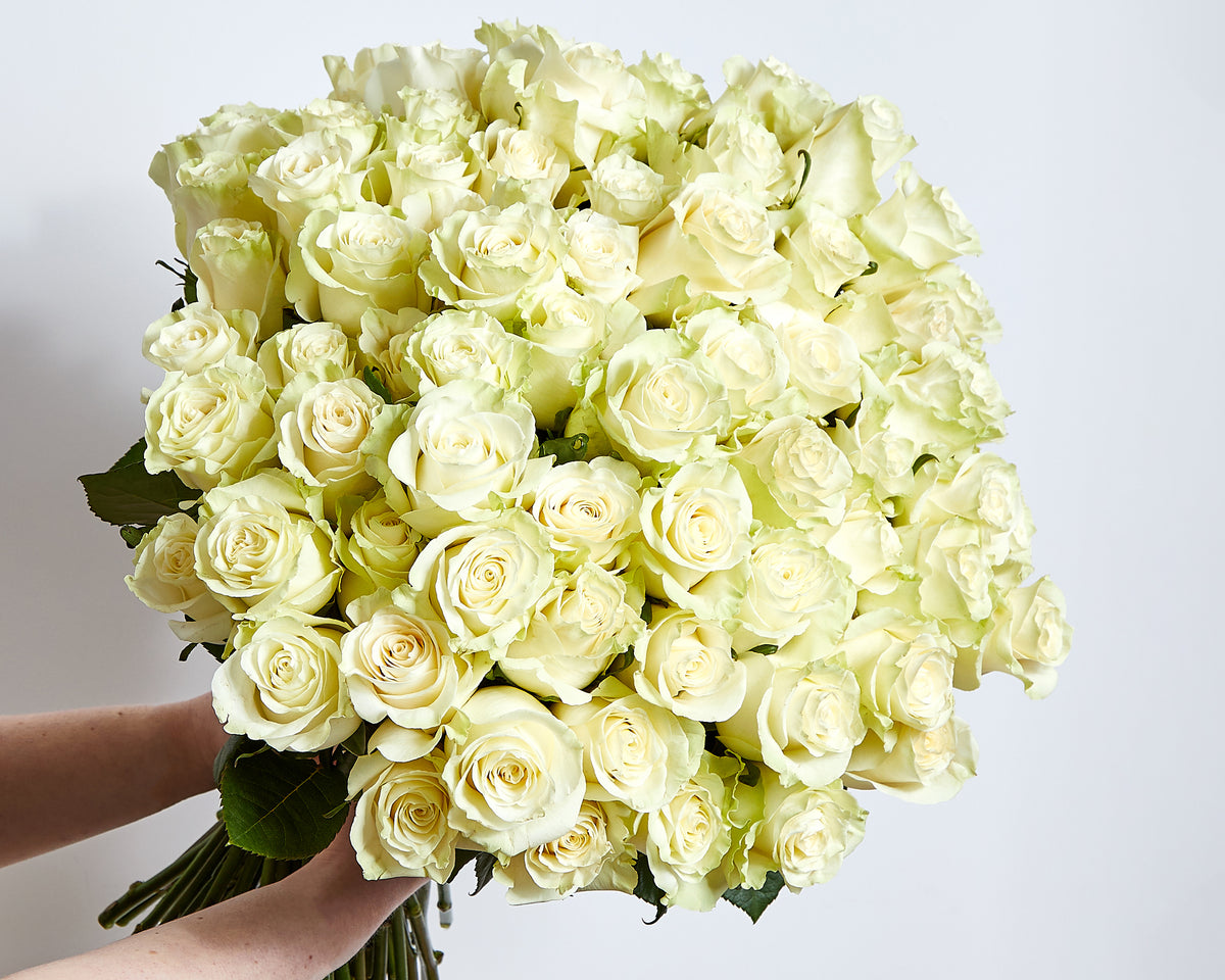 100 White Roses | Roses Only UK