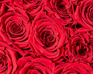 16 RED Infinity Preserved Roses